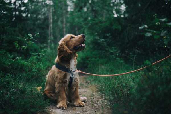 dog liability insurance germany comparison