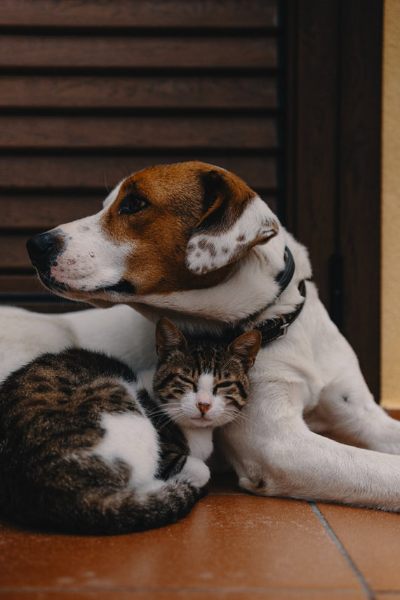 Dog and Cat Health Insurance